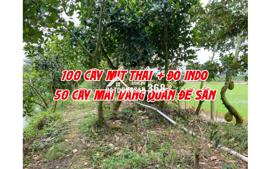 Bán đất ruộng lên ao sẵn tại Cao Lãnh